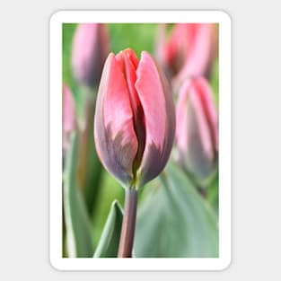 Tulipa &#39;Pretty Princess&#39; Triumph Group Tulip Sticker